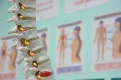 Spine in our back pain specialist's office